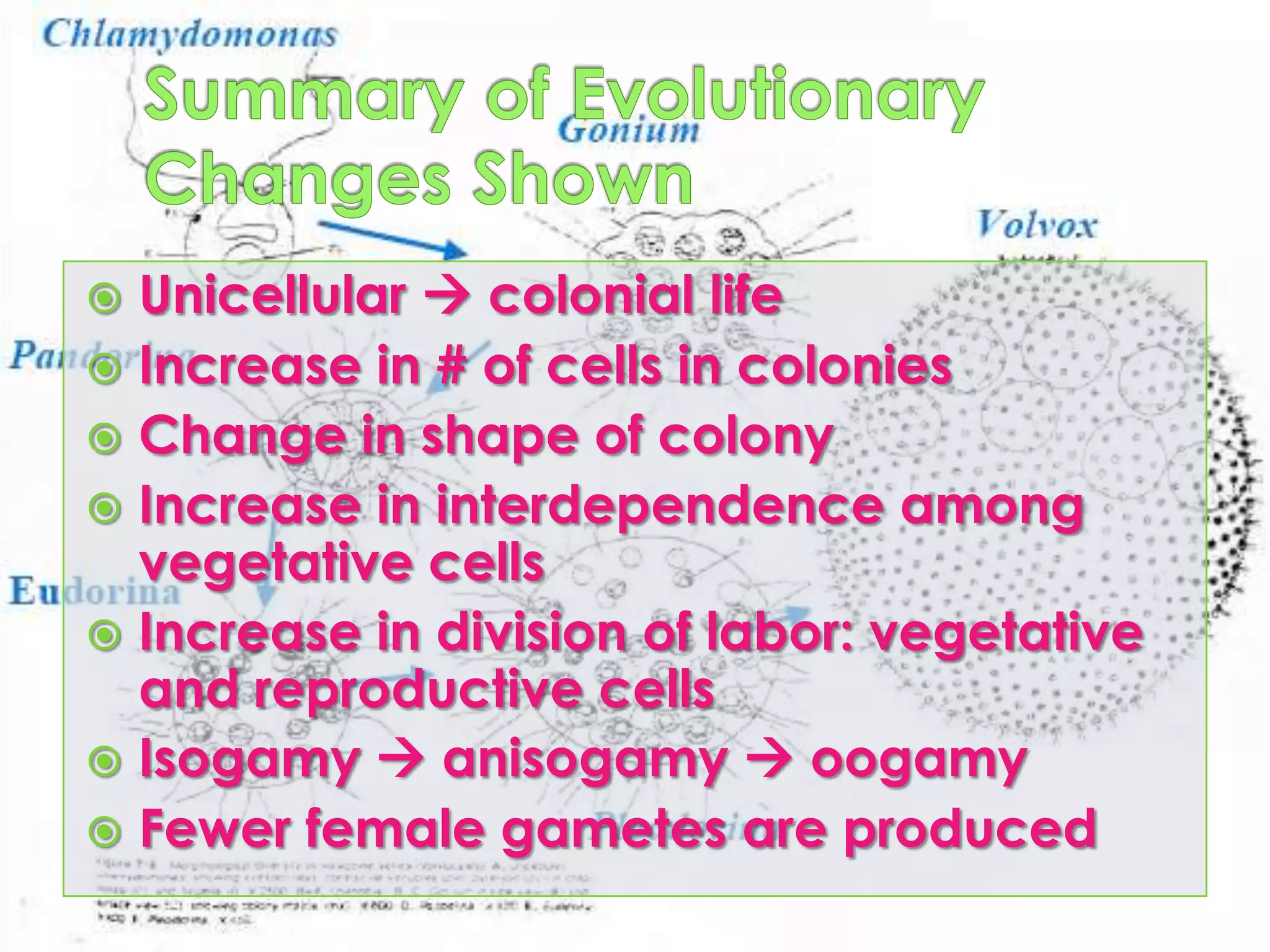 ChlamydomonasUnicellular flagellateIsogamy