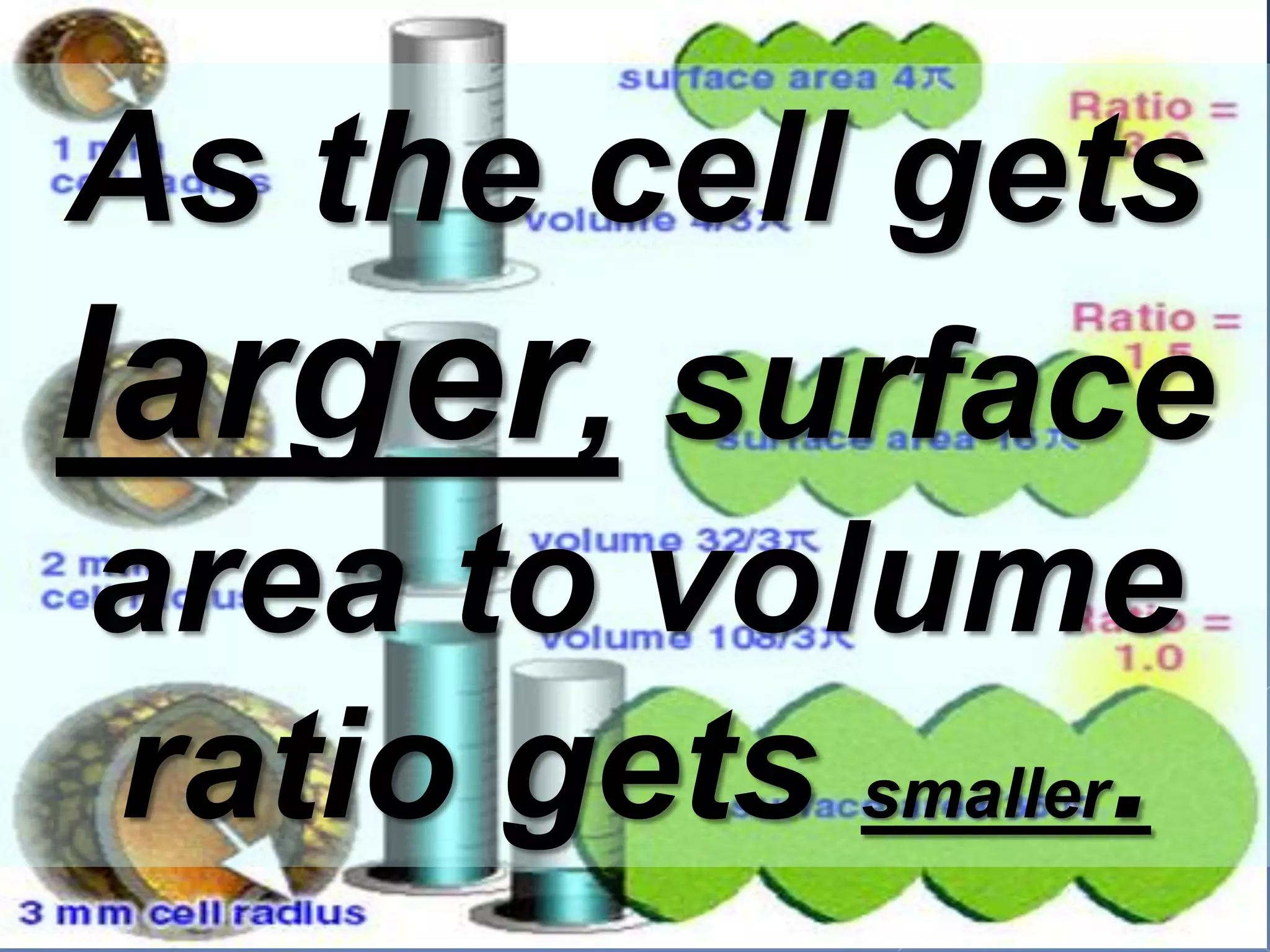 As the cell gets larger, surface area to volume ratio gets smaller.