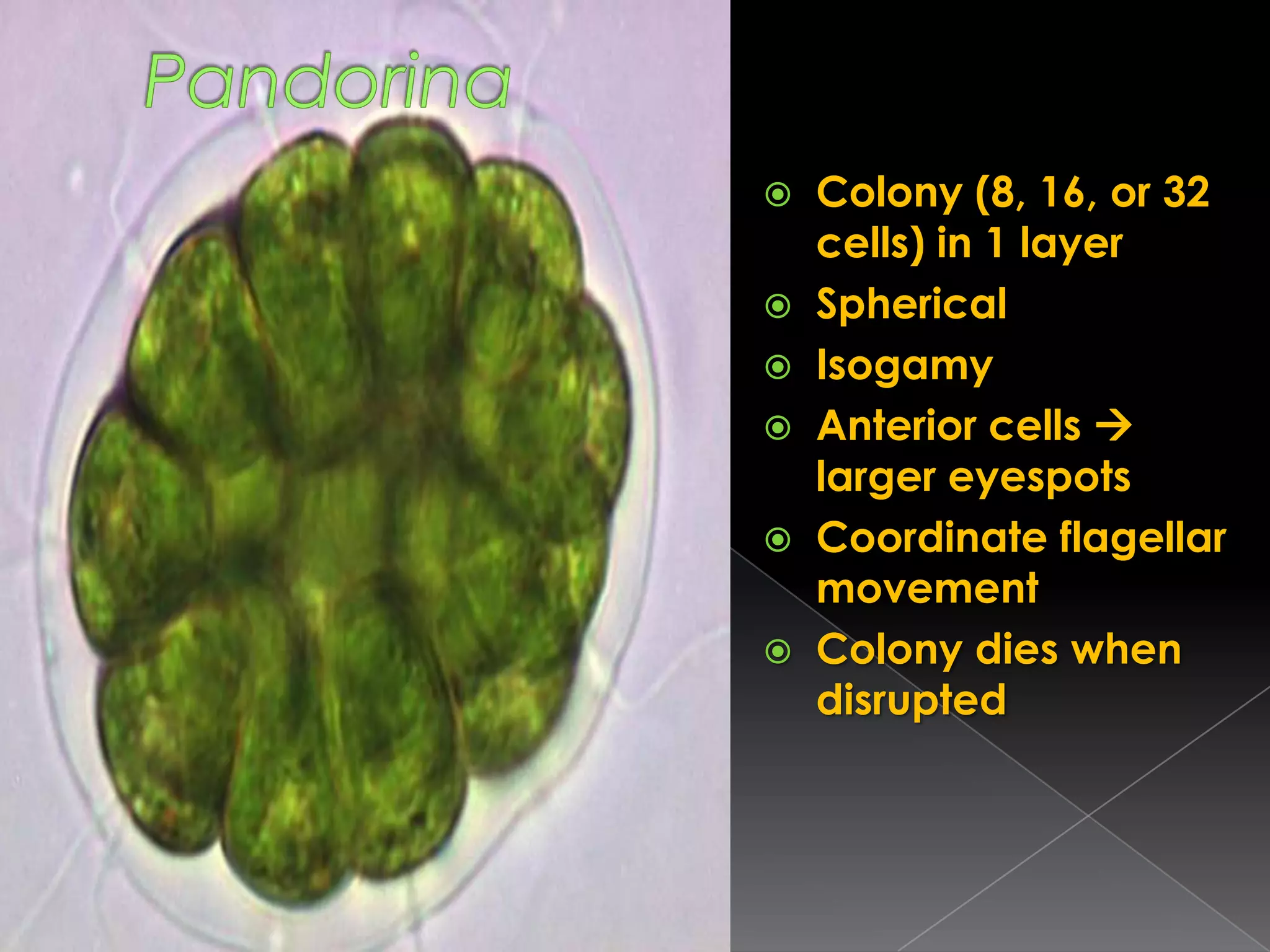 High concentration of nutrients