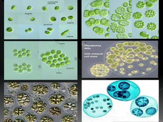 Presentation 02 - The Origin Of Multicellularity And The Volvocine ...