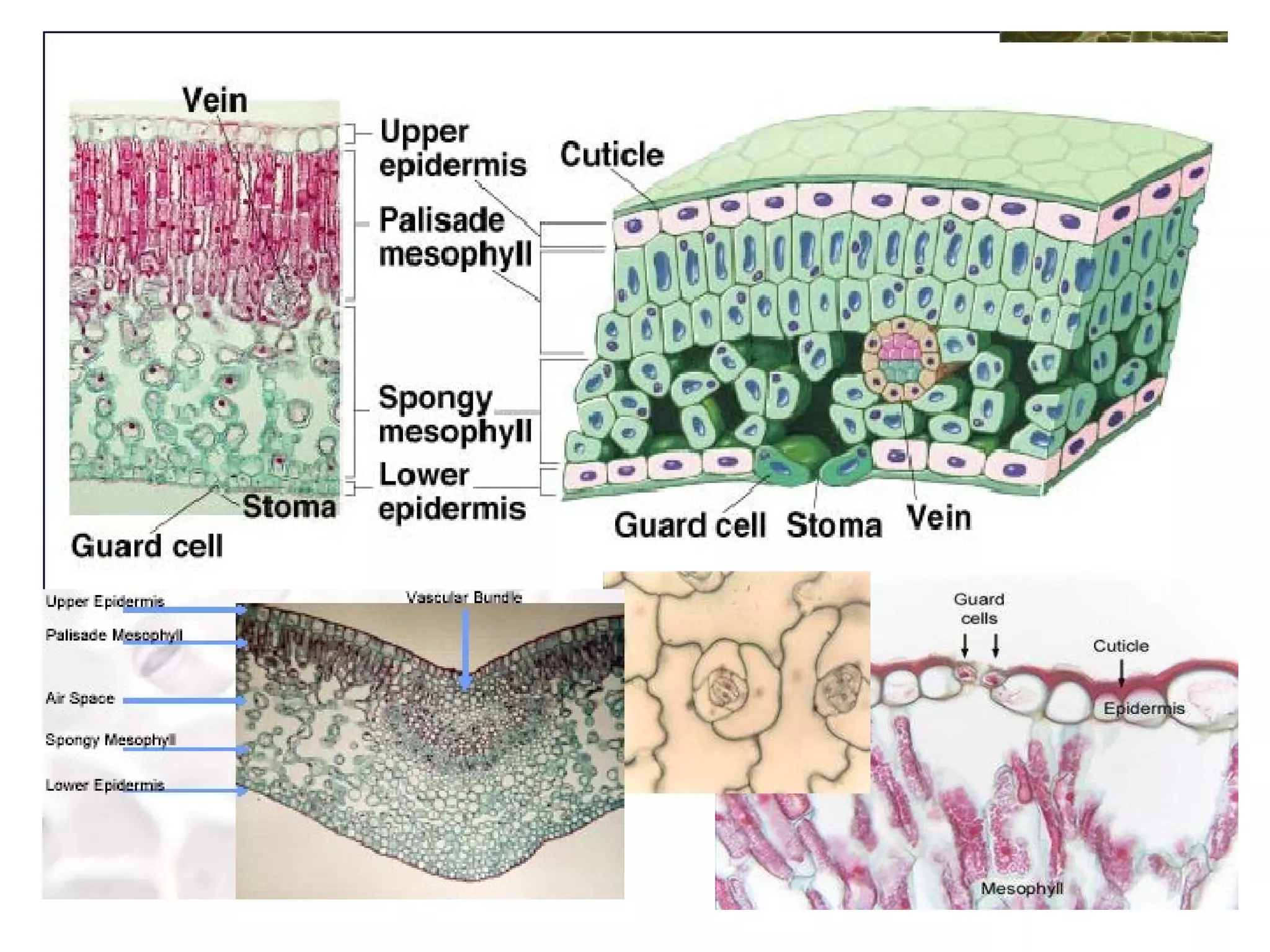 Presentation03 - Plant and Animal Tissues | PPT