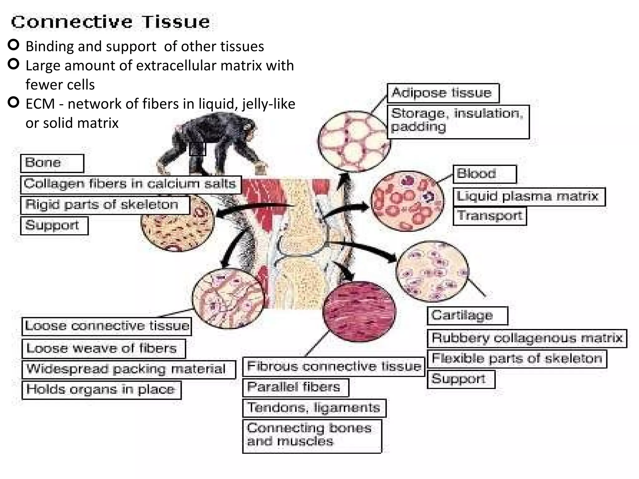 Presentation03 - Plant and Animal Tissues | PPT