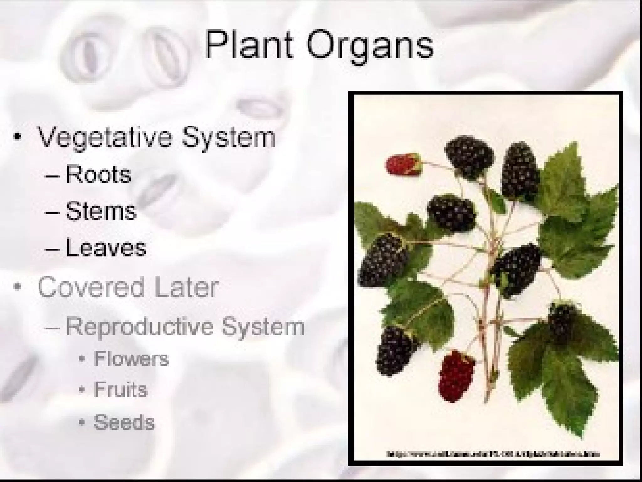 Presentation03 - Plant and Animal Tissues | PPT
