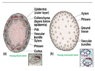 Young dicot stem Young monocot stem 