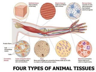 FOUR TYPES OF ANIMAL TISSUES 