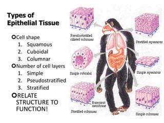 Types of Epithelial Tissue Cell shape Squamous Cuboidal Columnar Number of cell layers Simple Pseudostratified Stratified RELATE STRUCTURE TO FUNCTION! 