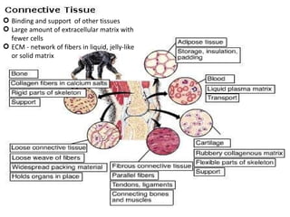 Binding and support  of other tissues Large amount of extracellular matrix with fewer cells ECM - network of fibers in liquid, jelly-like or solid matrix 