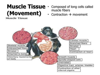 Muscle Tissue (Movement) Composed of long cells called muscle fibers Contraction    movement 