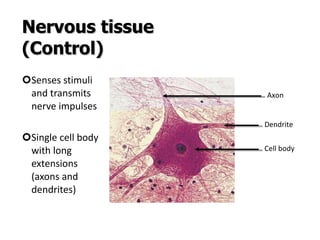 Nervous tissue (Control) Senses stimuli and transmits nerve impulses Single cell body with long extensions (axons and dendrites) Axon Dendrite Cell body 