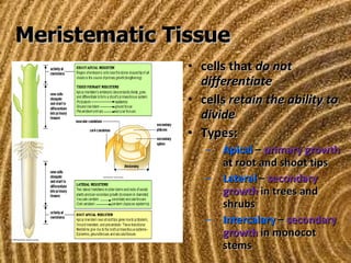 Meristematic Tissue cells that  do not differentiate cells  retain the ability to divide Types: Apical  –  primary growth  at root and shoot tips Lateral  –  secondary growth  in trees and shrubs  Intercalary  –  secondary growth  in monocot stems 