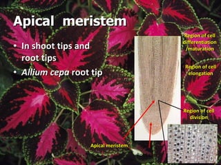 Apical  meristem In shoot tips and root tips Allium cepa  root tip Root cap Apical meristem Region of cell differentiation/maturation Region of cell elongation Region of cell division 