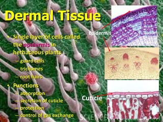 Dermal Tissue Single layer of cells called the  epidermis  in herbaceous plants guard cells trichomes root hairs Functions absorption secretion of cuticle protection control of gas exchange Epidermis Cuticle 