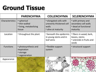 Ground Tissue PARENCHYMA COLLENCHYMA SCLERENCHYMA Characteristics spherical thin-walled living, metabolizing tissue elongated cells with unevenly thickened cell walls alive at maturity with primary and secondary cell walls dead at functional maturity Location throughout the plant beneath the epidermis in young stems and in leaf veins fibers in wood, bark, leaves, stems sclereids in fruits and seeds Functions photosynthesis and respiration storage regeneration flexible support system structural support Appearance 