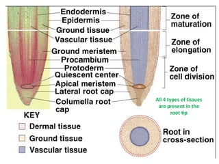All 4 types of tissues are present in the root tip 
