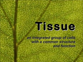 Tissue an integrated group of cells with a common structure and function 
