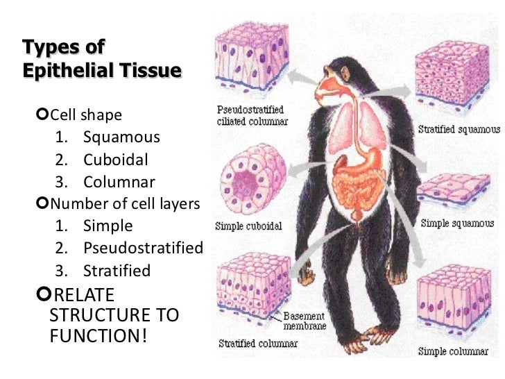 Presentation03 - Plant and Animal Tissues