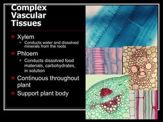 Complex
Vascular
Tissues
   Xylem
       Conducts water and dissolved
        minerals from the roots
   Phloem
       Conducts dissolved food
        materials, carbohydrates,
        in solution
   Continuous throughout
    plant
   Support plant body
 