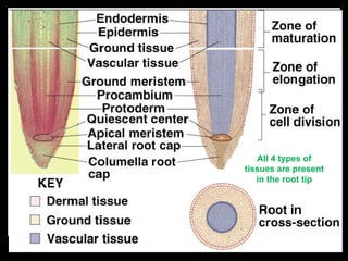 All 4 types of
tissues are present
   in the root tip
 