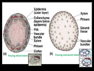 Young dicot stem   Young monocot stem
 