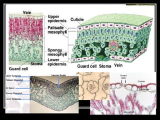 Presentation 03 - Plant Tissues
