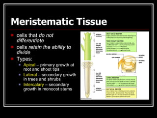 Meristematic Tissue
   cells that do not
    differentiate
   cells retain the ability to
    divide
   Types:
       Apical – primary growth at
        root and shoot tips
       Lateral – secondary growth
        in trees and shrubs
       Intercalary – secondary
        growth in monocot stems
 