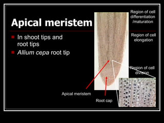Region of cell
                                                 differentiation
Apical meristem                                   /maturation


                                                 Region of cell
   In shoot tips and                             elongation
    root tips
   Allium cepa root tip

                                                 Region of cell
                                                   division




                    Apical meristem
                                      Root cap
 