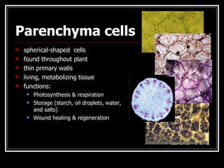 Parenchyma cells
   spherical-shaped cells
   found throughout plant
   thin primary walls
   living, metabolizing tissue
   functions:
        Photosynthesis & respiration
        Storage (starch, oil droplets, water,
         and salts)
        Wound healing & regeneration
 