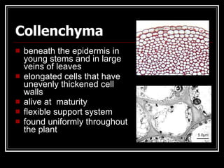 Collenchyma
   beneath the epidermis in
    young stems and in large
    veins of leaves
   elongated cells that have
    unevenly thickened cell
    walls
   alive at maturity
   flexible support system
   found uniformly throughout
    the plant
 