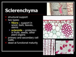 Sclerenchyma
   structural support
   two types:
      fibers – support in
       wood, bark, leaves,
       stems
      sclereids – protection
       in fruits, seeds, other
       plant organs
   primary and secondary cell
    walls.
   dead at functional maturity
 