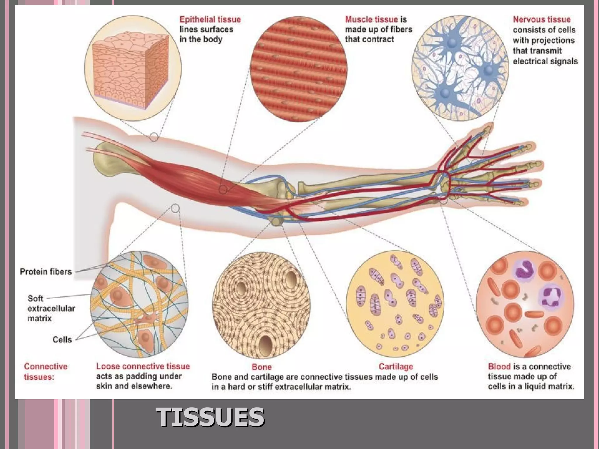 FOUR TYPES OF ANIMAL
TISSUES
 