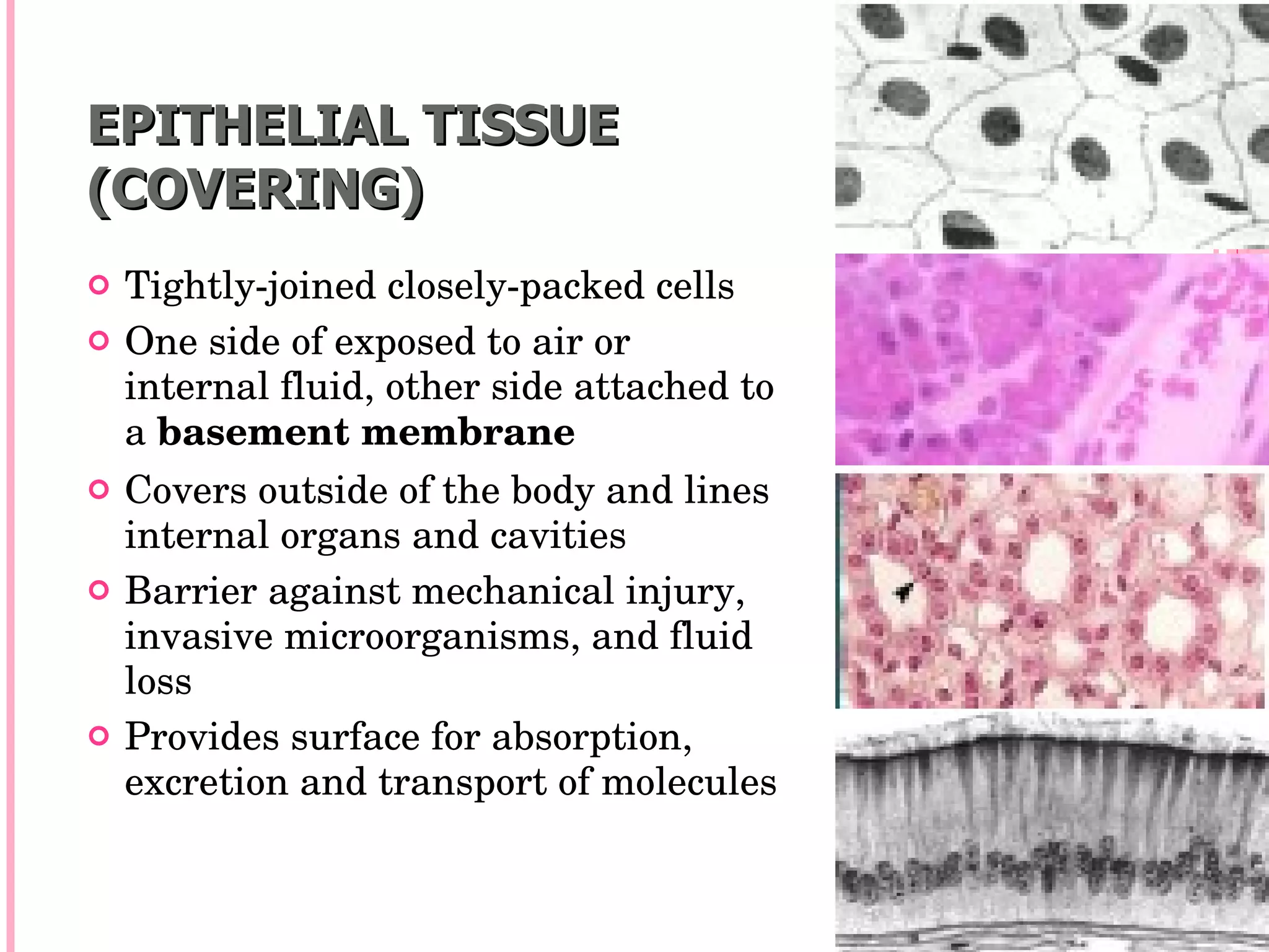 EPITHELIAL TISSUE
(COVERING)
   Tightly­joined closely­packed cells
   One side of exposed to air or 
    internal fluid, other side attached to 
    a basement membrane
   Covers outside of the body and lines 
    internal organs and cavities
   Barrier against mechanical injury, 
    invasive microorganisms, and fluid 
    loss
   Provides surface for absorption, 
    excretion and transport of molecules
 