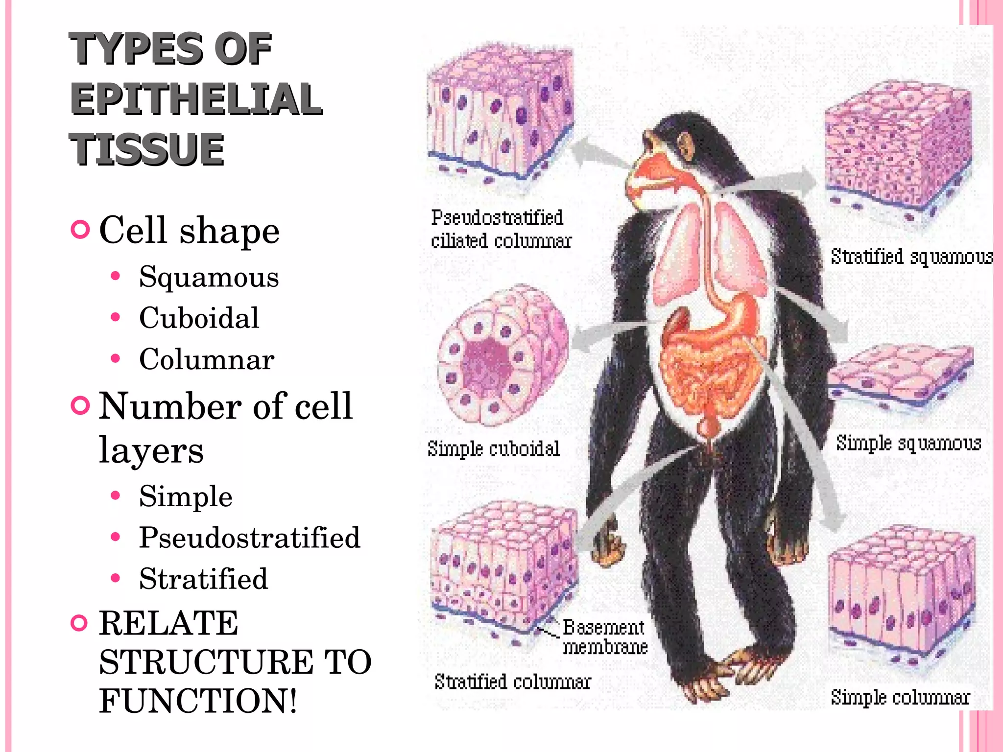 TYPES OF
EPITHELIAL
TISSUE
 Cell shape
     Squamous
     Cuboidal
     Columnar

 Number of cell 
    layers
     Simple
     Pseudostratified
     Stratified
   RELATE 
    STRUCTURE TO 
    FUNCTION!
 