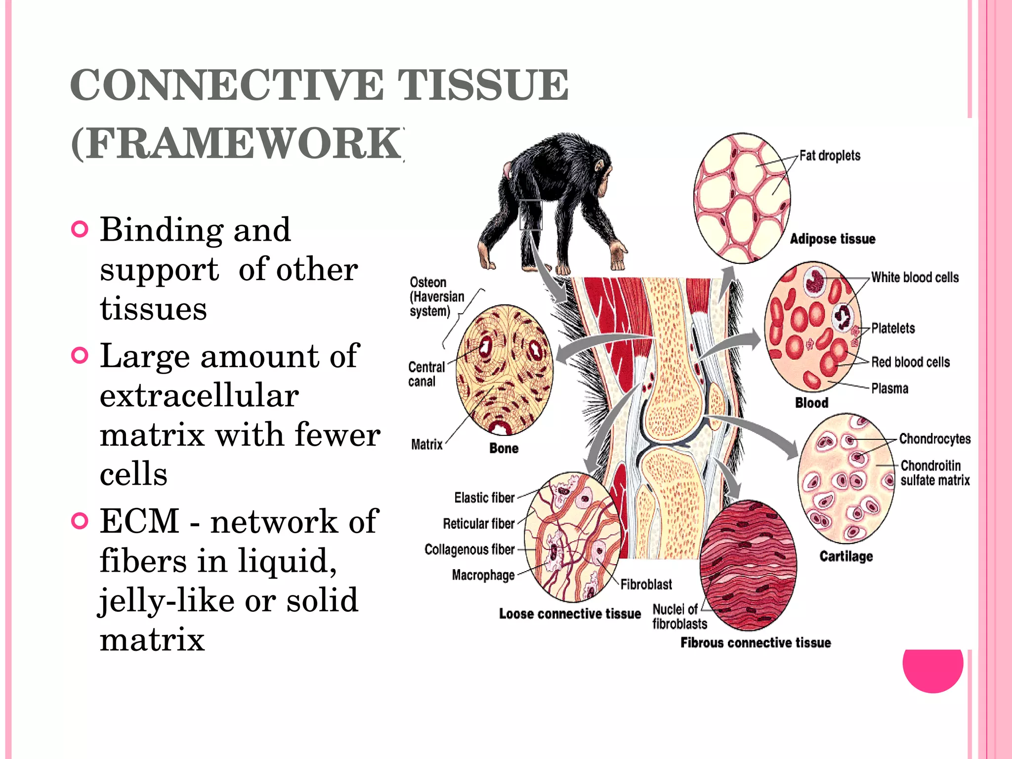 CONNECTIVE TISSUE
(FRAMEWORK)
 Binding and 
  support  of other 
  tissues
 Large amount of 
  extracellular 
  matrix with fewer 
  cells
 ECM ­ network of 
  fibers in liquid, 
  jelly­like or solid 
  matrix
 
