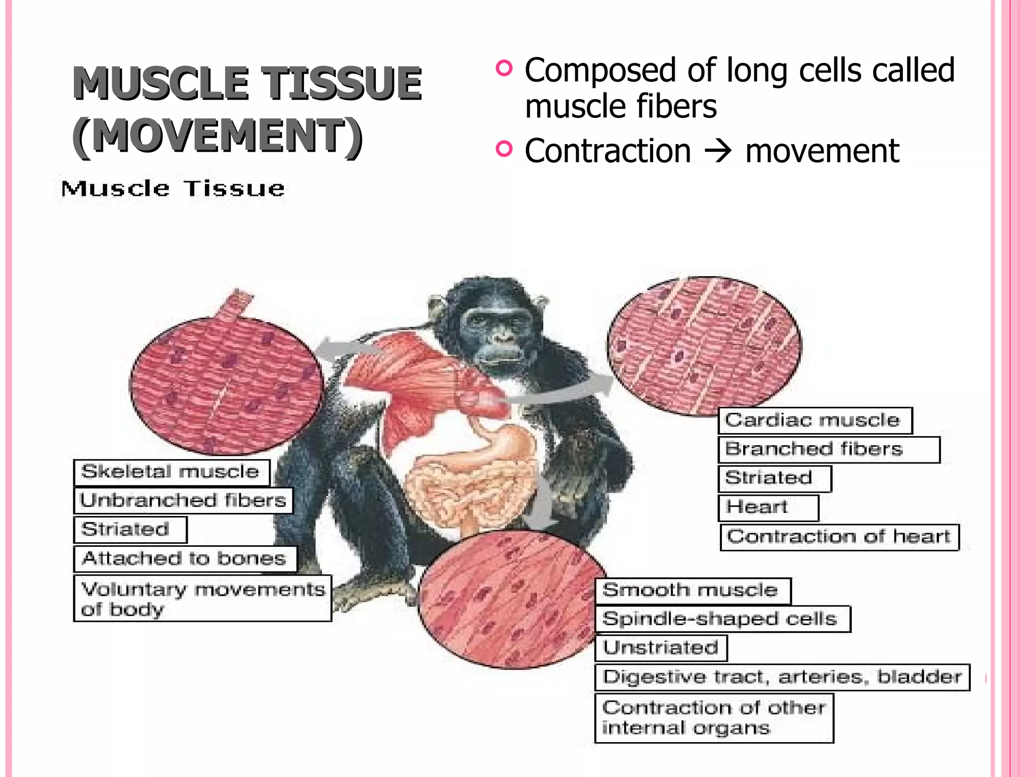 MUSCLE TISSUE      Composed of long cells called
                    muscle fibers
(MOVEMENT)         Contraction  movement
 