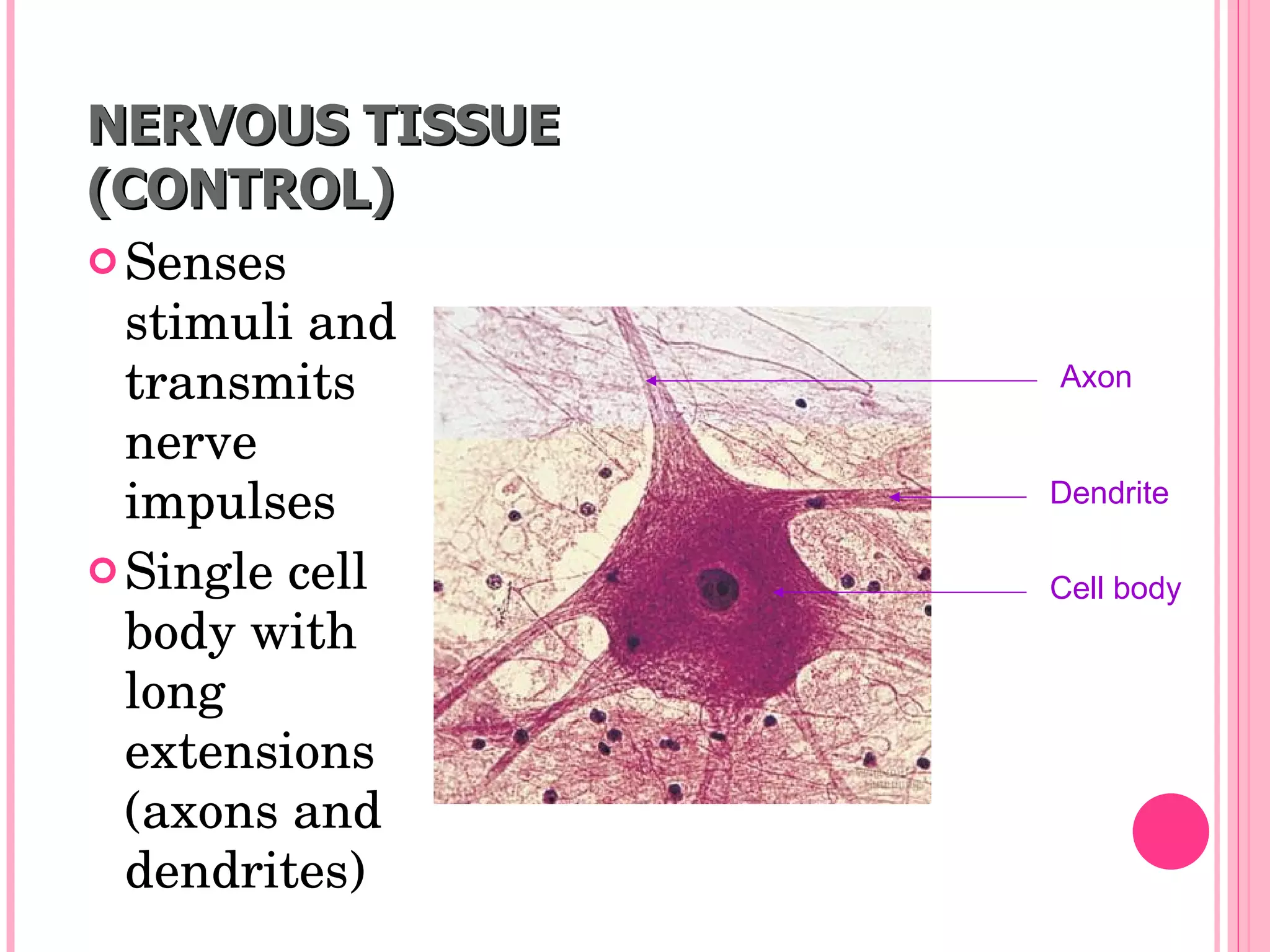 NERVOUS TISSUE
(CONTROL)
 Senses 
  stimuli and 
  transmits      Axon

  nerve 
  impulses       Dendrite

 Single cell    Cell body
  body with 
  long 
  extensions 
  (axons and 
  dendrites)
 