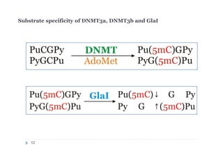 Substrate specificity of DNMT3a, DNMT3b and GlaI
PuCGPy Pu( )GPy
PyGCPu PyG( )Pu
5mC
5mC
DNMT
AdoMet
Pu( )GPy Pu( ) G Py
PyG( )Pu Py G ( )Pu
↓
↑
5mC 5mC
5mC 5mC
GlaI
12
 