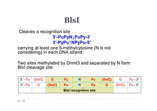BlsI
Cleaves a recognition site
5’-PuPyN↓PuPy-3’
3’-PyPu↑NPyPu-5’
carrying at least one 5-methylcytosine (N is not
considering) in each DNA strand.
Two sites methylated by Dnmt3 and separated by N form
BlsI cleavage site
5’ - Pu (5mC) G Py N Pu (5mC) G Py - 3’
3’ - Py G (5mC) Pu N Py G (5mC) Pu - 5’
BlsI recognition site
13
 