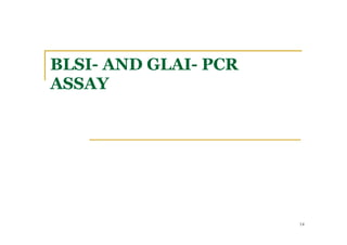 BLSI- AND GLAI- PCR
ASSAY
14
 