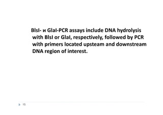 BlsI- и GlaI-PCR assays include DNA hydrolysis
with BlsI or GlaI, respectively, followed by PCR
with primers located upsteam and downstream
DNA region of interest.
15
 