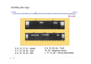 U937 Jurkat
1 2 3 4 5 6 7 8 9 10 11
L68 HeLa Raji
12 13 14 15 16 17 18 19 20 21 22 23 24 25 26
2, 6, 13, 17, 21 – HaeIII
3, 7, 14, 18, 22 – GlaI
4, 8, 15, 19, 23 – BlsI
5, 9, 16, 20, 24 – Tru9I
10, 25 – Negative control
1, 11, 12, 26 – 100 bp DNA ladder
IGFBP3 (817 bp)
r1d1
GCGCTGCGT
24
 