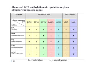(+) - methylation; (-) – no methylation
Abnormal DNA methylation of regulation regions
of tumor suppressor genes
PCR assay BlsI/GlaI-PCR assay GlaI-PCR assay
Tumor suppressor
gene
Cell line
DAPKI CEPBD SEPT9b RASSF1
A
IGFBP3 MGMT RARB
L-68
fibroblast
- - - - - - -
HeLa
cervix adenocarcinoma
- - + - - - +
Raji
Burkitt’s lymphoma + + + + + - +
U-937
histiocytic lymphoma
- + + - + + +
Jurkat
acute T-cell leukemia
- - - + + - +
26
 
