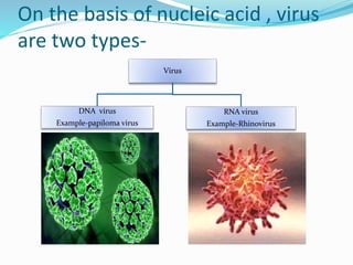 On the basis of nucleic acid , virus
are two types-
Virus
DNA virus
Example-papiloma virus
RNA virus
Example-Rhinovirus
 
