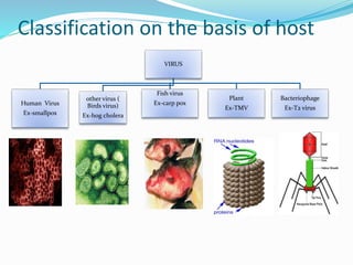 Classification on the basis of host
VIRUS
Human Virus
Ex-smallpox
0ther virus (
Birds virus)
Ex-hog cholera
Fish virus
Ex-carp pox
Plant
Ex-TMV
Bacteriophage
Ex-T2 virus
 