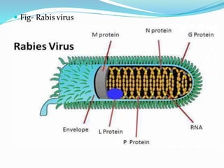  Fig- Rabis virus
 