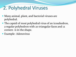 2. Polyhedral Viruses
 Many animal, plant, and bacterial viruses are
polyhedral.
 The capsid of most polyhedral virus of an icosahedron,
a regular polyhedron with 20 triangular faces and 12
corners is in the shape.
 Example- Adenovirus
 