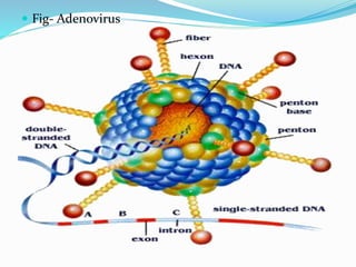 Fig- Adenovirus
 