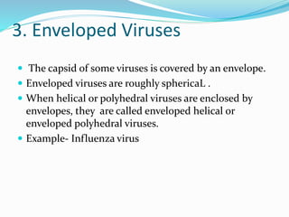 3. Enveloped Viruses
 The capsid of some viruses is covered by an envelope.
 Enveloped viruses are roughly sphericaL .
 When helical or polyhedral viruses are enclosed by
envelopes, they are called enveloped helical or
enveloped polyhedral viruses.
 Example- Influenza virus
 