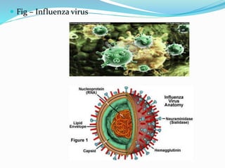  Fig – Influenza virus
 