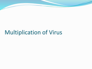 Multiplication of Virus
 