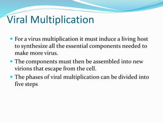 Viral Multiplication
 For a virus multiplication it must induce a living host
to synthesize all the essential components needed to
make more virus.
 The components must then be assembled into new
virions that escape from the cell.
 The phases of viral multiplication can be divided into
five steps
 